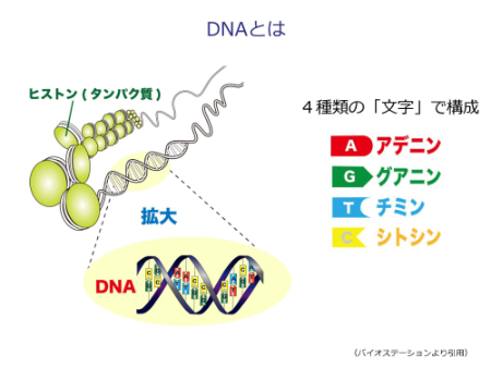 What's DNA？